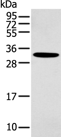Anti-NOS1 Rabbit Polyclonal Antibody