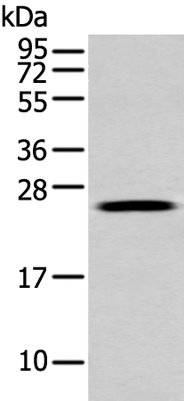 Anti-FGFBP1 Rabbit Polyclonal Antibody