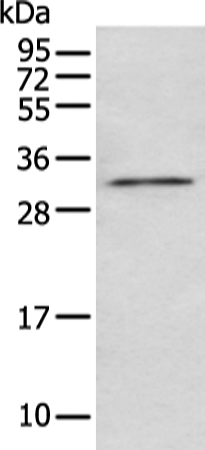 Anti-NUDT5 Rabbit Polyclonal Antibody