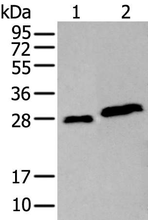 Anti-AK3L1 Rabbit Polyclonal Antibody