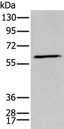 Anti-GPC5 Rabbit Polyclonal Antibody
