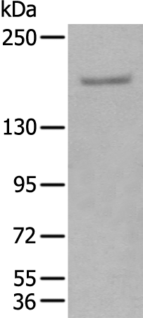 Anti-GLI3 Rabbit Polyclonal Antibody
