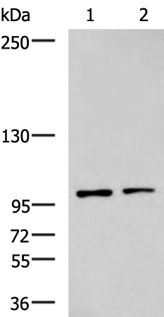 Anti-GLI1 Rabbit Polyclonal Antibody