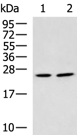 Anti-GZMH Rabbit Polyclonal Antibody