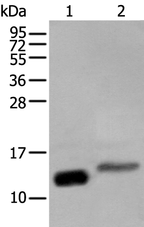 Anti-IFITM1 Rabbit Polyclonal Antibody