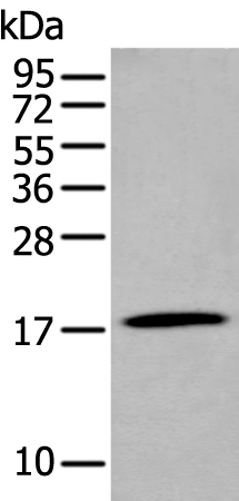 Anti-GKN2 Rabbit Polyclonal Antibody