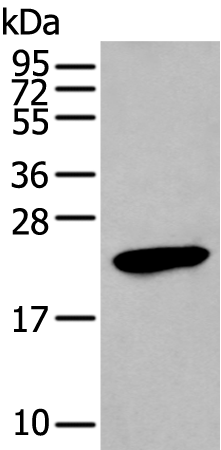 Anti-GKN1 Rabbit Polyclonal Antibody