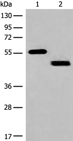 Anti-Interferon gamma Receptor 1 Rabbit Polyclonal Antibody