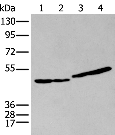 Anti-IL-9 Receptor Rabbit Polyclonal Antibody