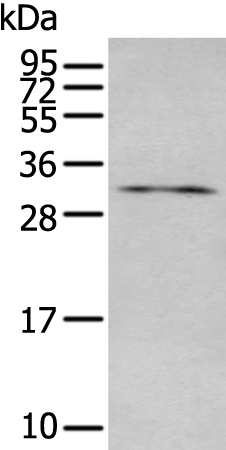 Anti-LAT Rabbit Polyclonal Antibody
