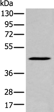Anti-SERPINB7 Rabbit Polyclonal Antibody