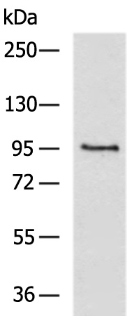 Anti-KCNQ3 Rabbit Polyclonal Antibody