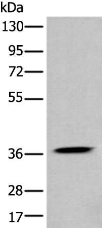 Anti-ApoL4 Rabbit Polyclonal Antibody