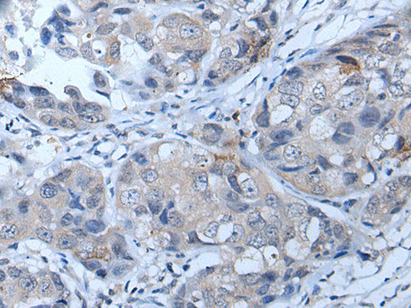 Anti-POMC Rabbit Polyclonal Antibody