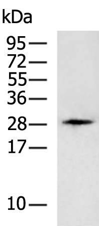 Anti-Kallikrein 12 Rabbit Polyclonal Antibody