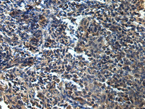 Anti-ATP1B2 Rabbit Polyclonal Antibody