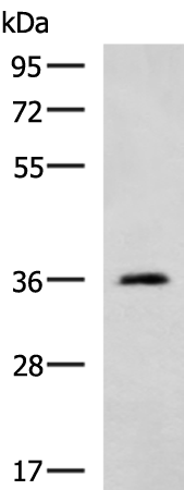Anti-ATP1B2 Rabbit Polyclonal Antibody