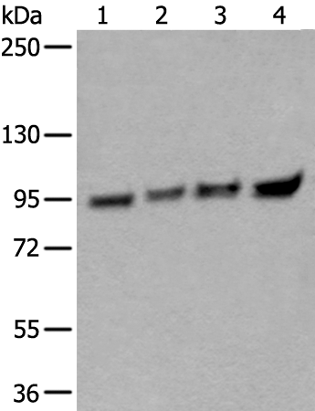 Anti-XAB2 Rabbit Polyclonal Antibody