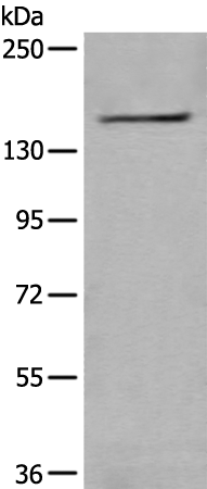 Anti-WDR11 Rabbit Polyclonal Antibody