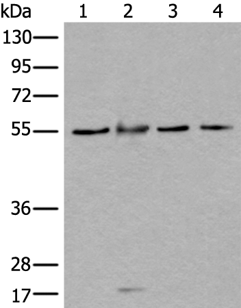 Anti-WDSUB1 Rabbit Polyclonal Antibody