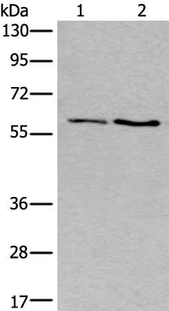 Anti-VGluT3 Rabbit Polyclonal Antibody