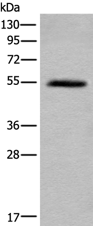 Anti-BMP10 Rabbit Polyclonal Antibody