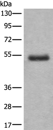 Anti-BTB/POZ Domain Containing Protein 6 Rabbit Polyclonal Antibody