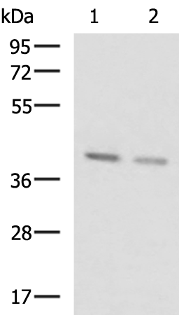 Anti-BRIX1 Rabbit Polyclonal Antibody