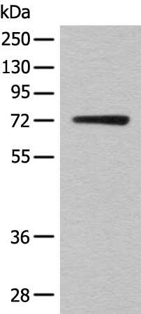 Anti-KLHL36 Rabbit Polyclonal Antibody