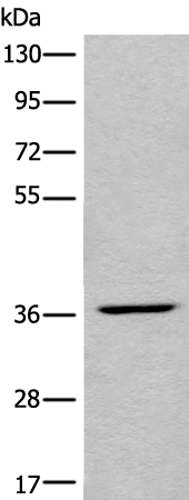 Anti-LDAH Rabbit Polyclonal Antibody