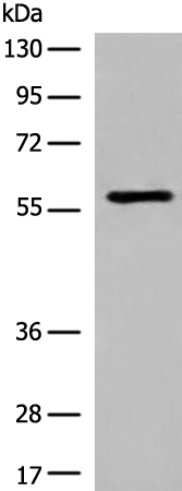 Anti-M1AP Rabbit Polyclonal Antibody