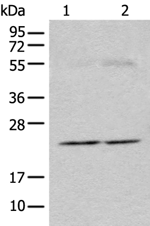 Anti-Calcyphosine Rabbit Polyclonal Antibody