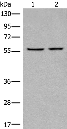 Anti-CAPN10 Rabbit Polyclonal Antibody