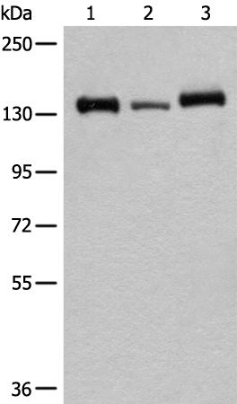 Anti-CEBPZ Rabbit Polyclonal Antibody