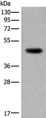 Anti-CDKL4 Rabbit Polyclonal Antibody