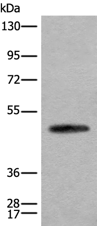 Anti-Cell Adhesion Molecule 2 Rabbit Polyclonal Antibody