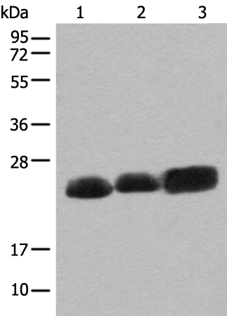 Anti-CEND1 Rabbit Polyclonal Antibody