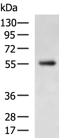 Anti-CHST2 Rabbit Polyclonal Antibody