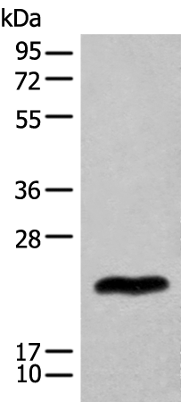 Anti-BHLHA9 Rabbit Polyclonal Antibody