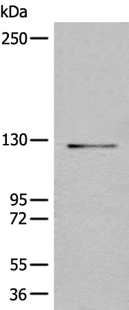 Anti-RES Rabbit Polyclonal Antibody
