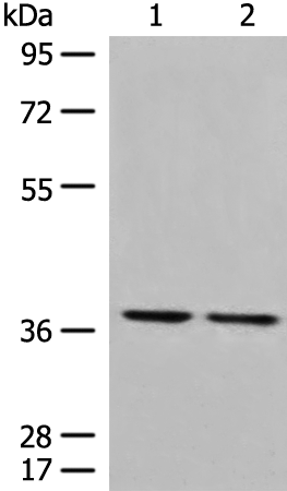 Anti-RANKL Rabbit Polyclonal Antibody
