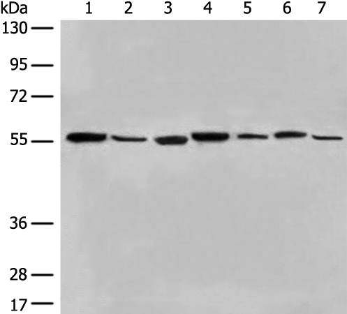 Anti-ALDH7A1 Rabbit Polyclonal Antibody