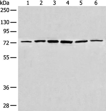 Anti-CHFR Rabbit Polyclonal Antibody