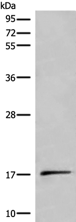 Anti-Urocortin 3 Rabbit Polyclonal Antibody