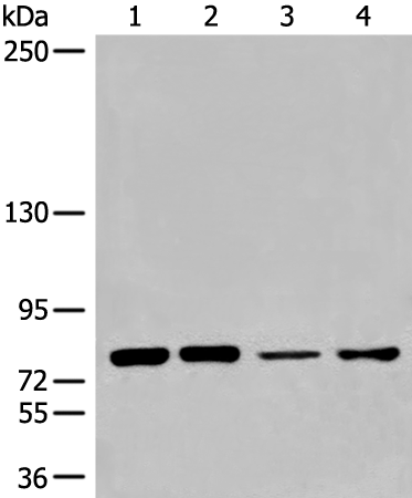 Anti-CBP80 Rabbit Polyclonal Antibody