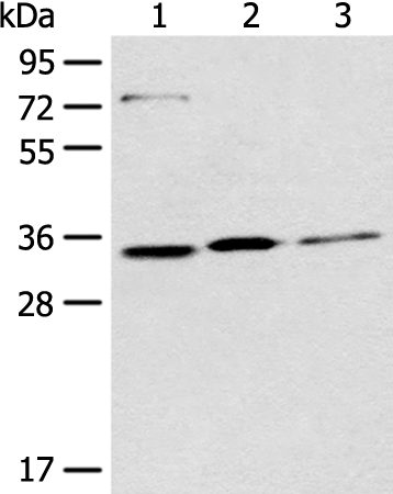 Anti-MORF4L2 Rabbit Polyclonal Antibody