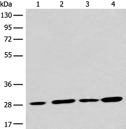 Anti-PNPO Rabbit Polyclonal Antibody