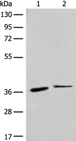 Anti-CKR 1 Rabbit Polyclonal Antibody