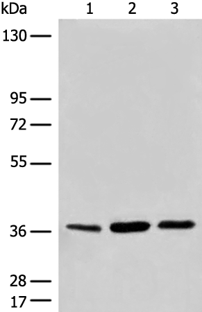 Anti-CDX4 Rabbit Polyclonal Antibody