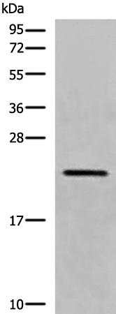 Anti-CREG1 Rabbit Polyclonal Antibody